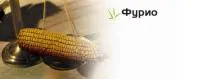Семена кукурузы Syngenta Фурио