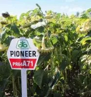 Семена подсолнечника Pioneer ПР64А71 / PR64A71