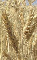 Семена пшеницы яровой Аранка