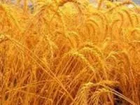 Семена пшеницы яровой Героиня