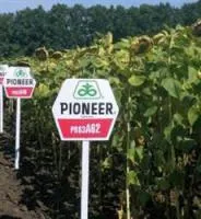 Семена подсолнечника Pioneer ПР63А62 / PR63A62