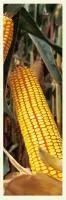 Семена кукурузы Монсанто ДКС-2960