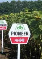 Семена подсолнечника Pioneer ПР64Г46 / PR64G46