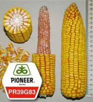 Семена кукурузы Пионер PR39G83/ ПР39Г83