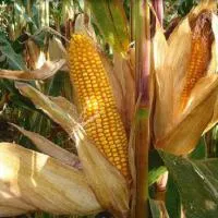 Семена кукурузы Монсанто ДКС-3871