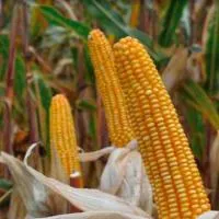 Семена кукурузы Монсанто ДКС-2971
