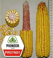 Семена кукурузы Пионер PR37N01/ ПР37Н01