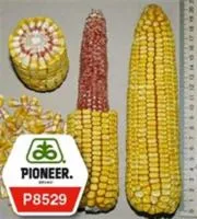 Семена кукурузы Пионер П8529 / P8529