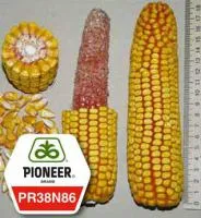 Семена кукурузы Пионер PR38N86/ПР38Н86