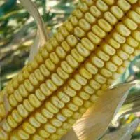 Семена кукурузы Монсанто ДКС-3705