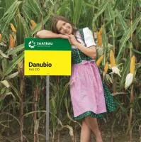 Кукуруза Данубио