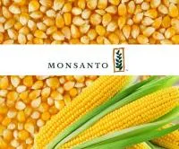 Семена кукурузы производителя Монсанто