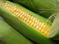 Семена кукурузы отечественной селекции